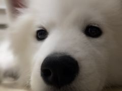 -乐派堂宠物医院·猫友好· 心脏科(东街店)