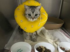 -纳吉亚猫专科动物医院·北北分院