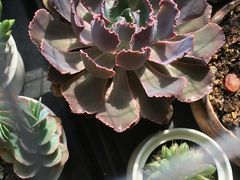 -东方名猫馆·英短金渐层布偶猫舍(环线广场1号楼店)