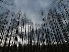 -黄海国家森林公园