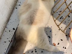 -喵喵咪呀布偶猫咖(春熙路店)
