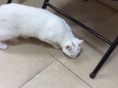 -艾贝尔宠物医院·狂犬免疫点(江山金象城店)