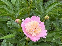 -长春公园(普阳街道)