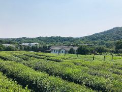 -中国茶叶博物馆(双峰馆区)
