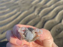 -南汇新城海滩