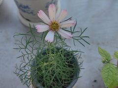 -长春观斋补堂素菜馆