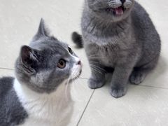 -瑞派名望24h动物医院异宠专科·猫专科·骨科·重症监护分院