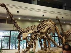 iphone_upload_pic-自贡恐龙博物馆