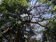 -瑞丽独树成林风景区