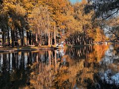 -上海共青森林公园