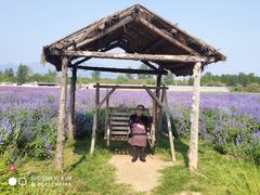 -北京东方普罗旺斯薰衣草庄园