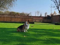 -北京京卫宠物寄养训练中心