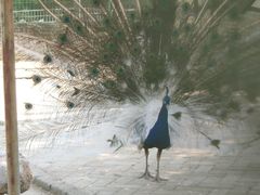 -武汉紫薇都市田园