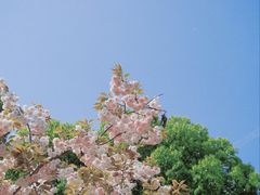 -新虹桥中心花园