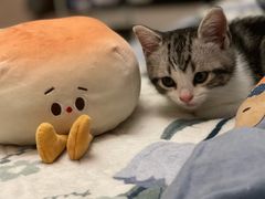 -欣宠猫屋·矮脚拿破仑·蓝金金渐层