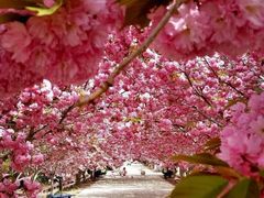 -莱阳濯村樱花园