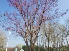-石家庄市植物园