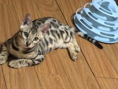 -北京观赏动物医院·24小时大型综合·猫专科·异宠专科