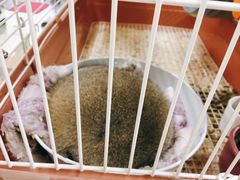 -钓仓鼠(洋桥北里小区店)