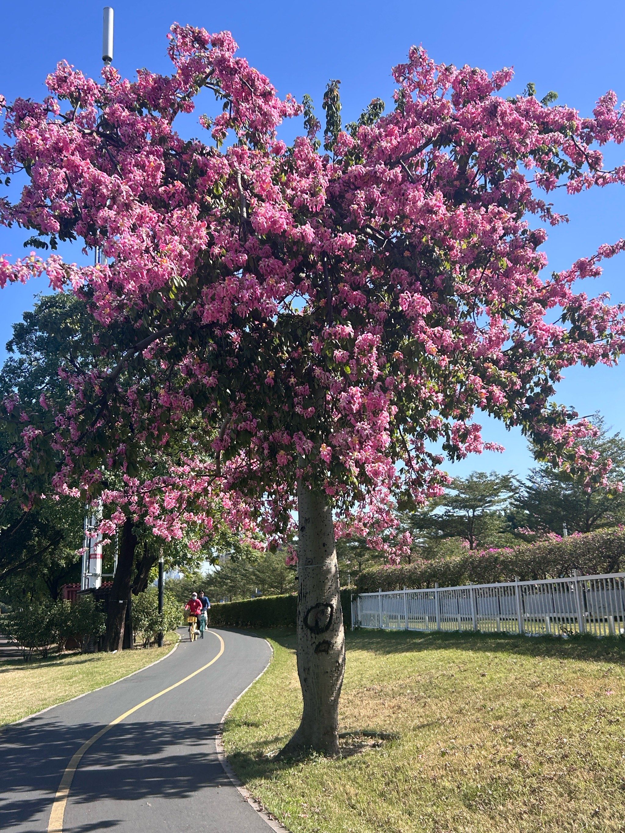 广州这两株异木棉也太美了吧,live图实况