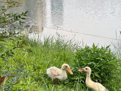 -福田红树林生态公园
