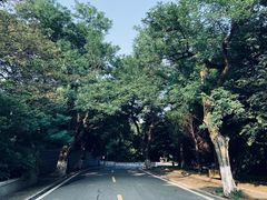 -八大关景区