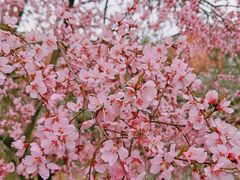 -桃花堤公园