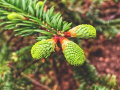 -终南山国家森林公园