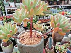 -秦美花卉(天朗·莱茵小城2期店)