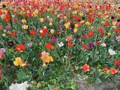 -大宁郁金香公园-停车场