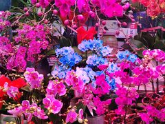 -花鸟鱼虫鲜花绿植市场(玉泉路店)