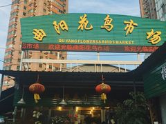 -曲阳花鸟市场(曲阳路店)