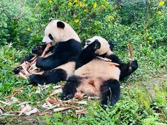 -成都大熊猫繁育研究基地