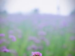 景点-杏花村文化旅游区