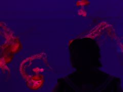 -多彩贵州城极地海洋世界