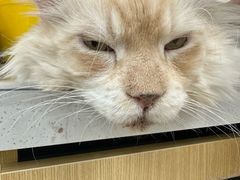 -美联众合动物医院·24h京西诊疗中心