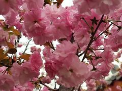 -古柏渡丰乐樱花园