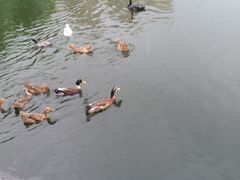 -成都南湖公园