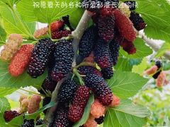 -御林古桑园