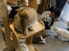 -飞行喵MR PILOT|猫舍·猫咖(静安大融城店)