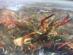 -盒马鲜生(莱蒙都会店)