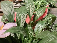 -半秋山西餐厅(宜昌大洋店)