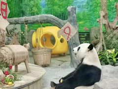 -灵玲国际马戏城