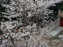 -武汉大学-樱园