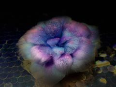 -鑫艺宠物美容培训学校