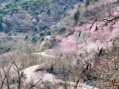 -北京西山国家森林公园