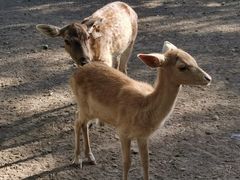 -北京麋鹿生态实验中心