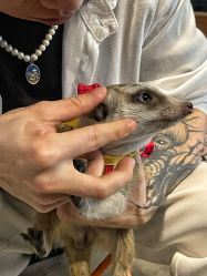 -脱白计划纹身集团