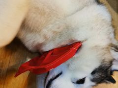 -Husky Go! 哈士奇体验馆·宠物咖啡厅狗咖