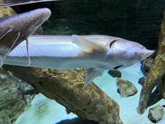 -迪拜水族馆及水下动物园